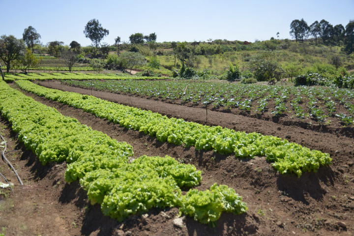 Verduras da horta são usadas no programa Delícia de Reciclagem