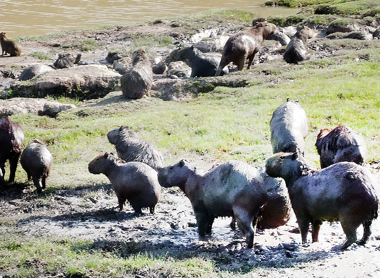 Capivara - Projeto 03