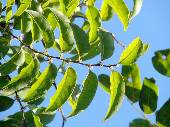 A guaçatonga é outra das árvores do bioma Cerrado presentes no município