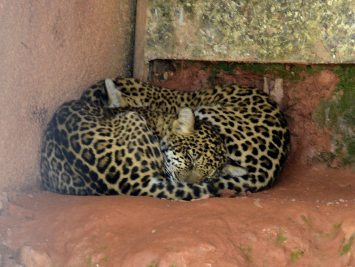 Os bebês Bernardo e Bianca, órfãos no Pará, dormem enrolados no abrigo em Jundiaí