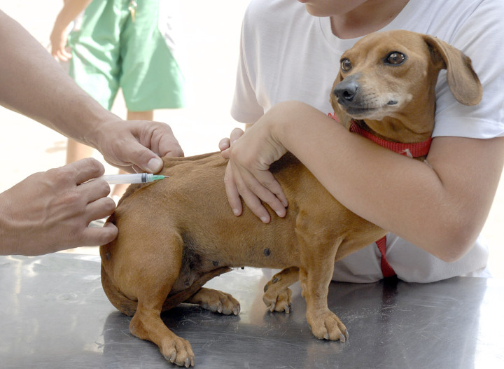 Vacinação envolve apenas uma região do Jardim Caçula: cães e gatos