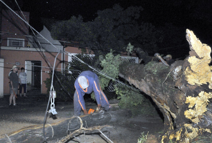 Mais de 30 quedas de árvores foram registradas