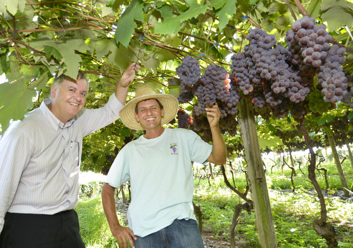 Ademir mostra a qualidade de suas uvas ao secretário Marcos Brunholi