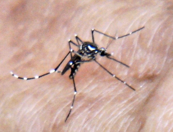 Mosquito é o único vetor transmissor da dengue