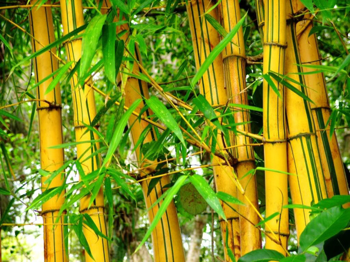 O bambu tem diversas aplicações práticas