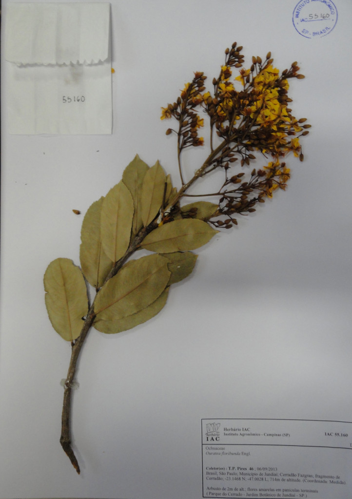 Amostra de espécie ("exicata") usada para identificação botânica por especialistas