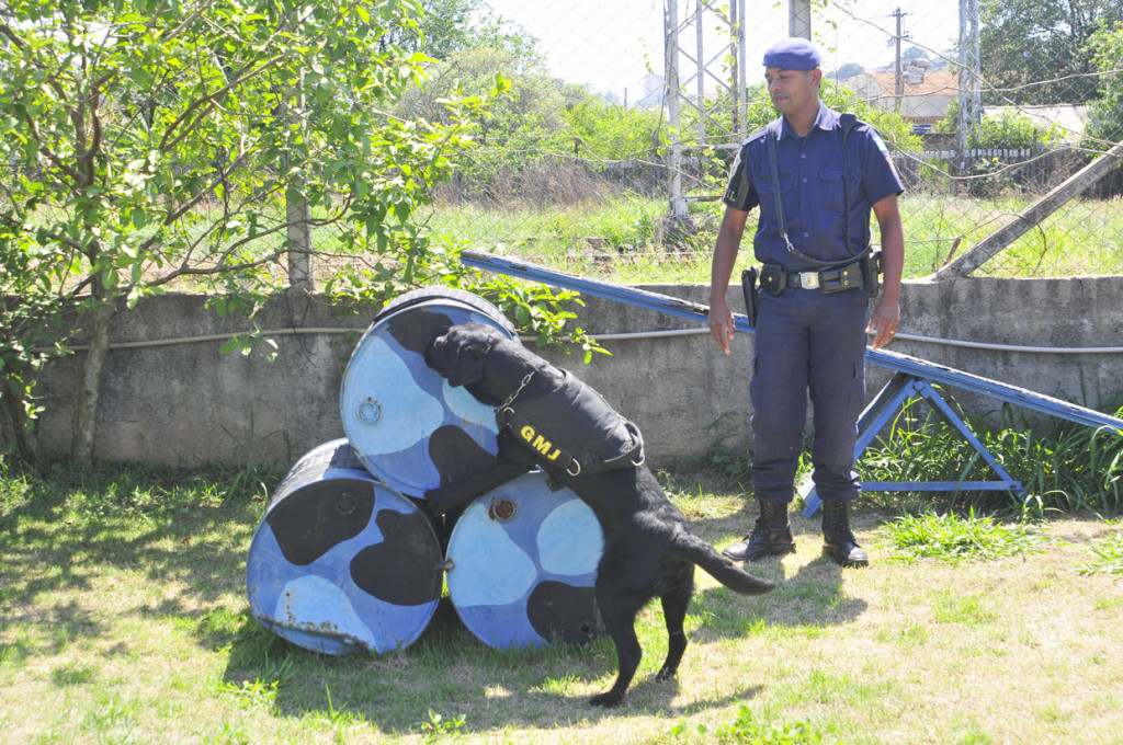 Cães auxiliam a GM nas operações de combate à criminalidade
