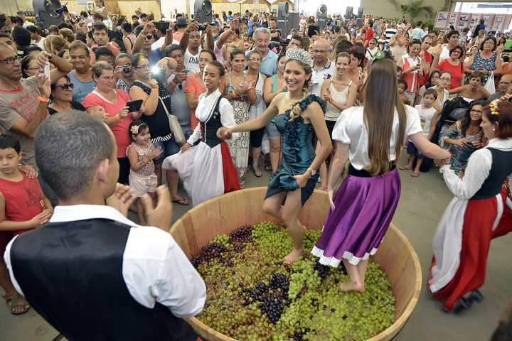 A pisa da uva é uma das grandes atrações da festa