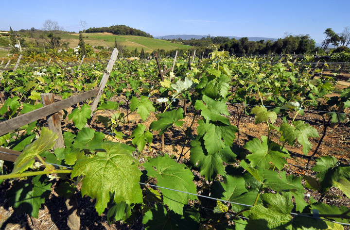 Cultivo da uva é alvo da preocupação com impactos