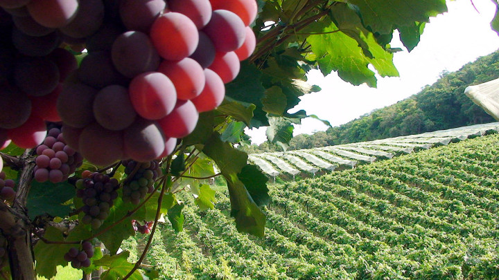 Plantação de uvas: apoio ao setor inclui subsídio de seguro e ações contra danos