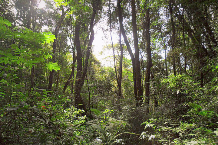 Serra do Japi recupera história para apoio a monitores de trilhas