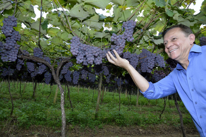Prefeito Pedro Bigardi destaca a importância da cultura da uva para cidade