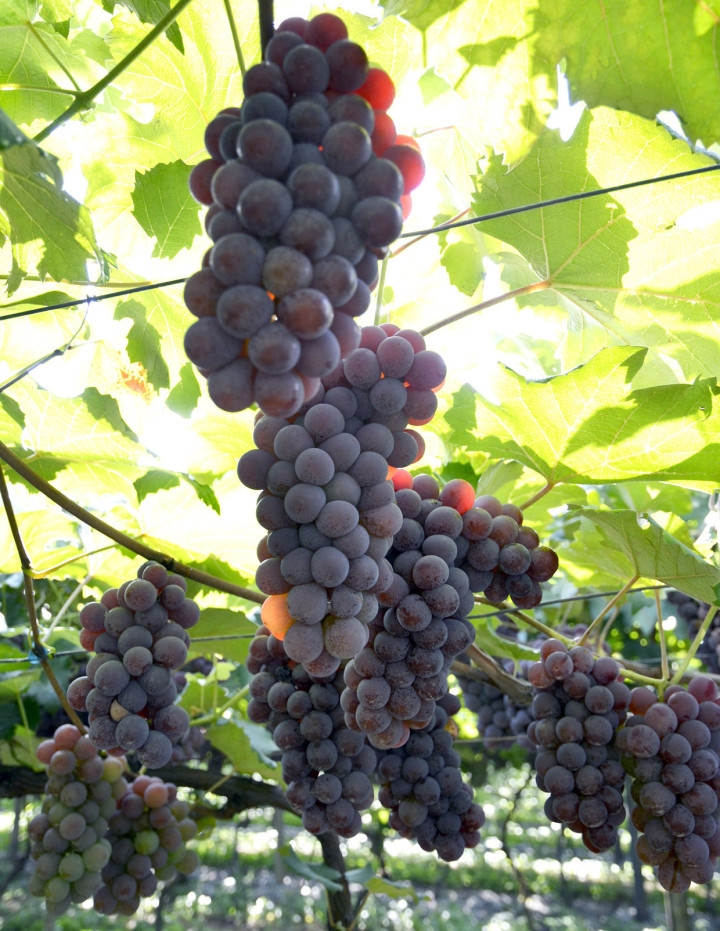 As uvas Niagara Rosada e derivados são o foco: valorização