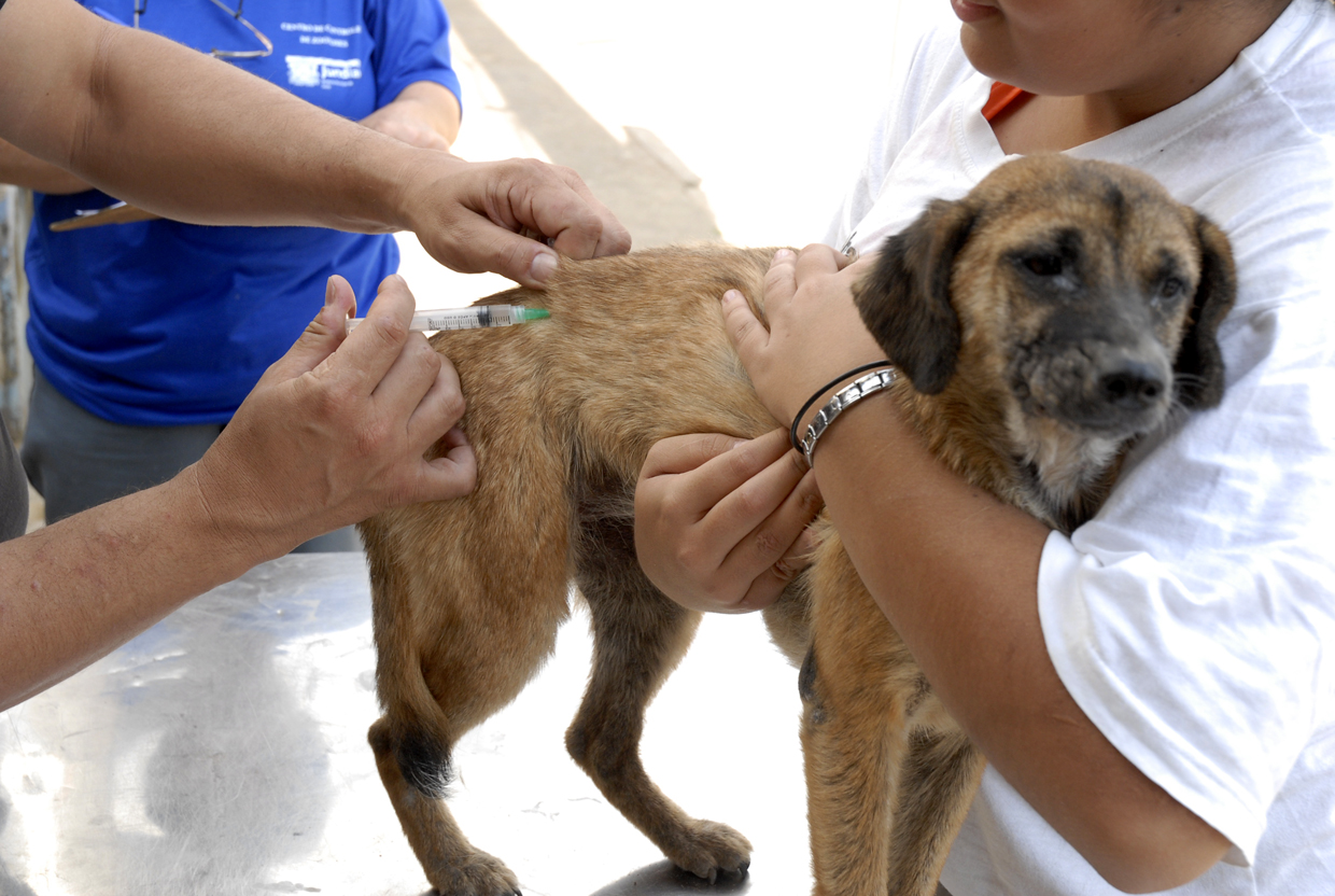 Todos os cães e gatos com mais de três meses devem ser vacinados