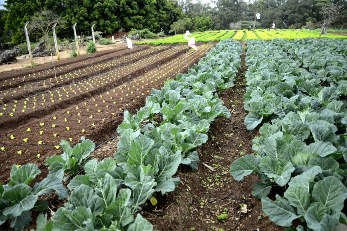 Imagem mostra horta com plantação de hortaliças