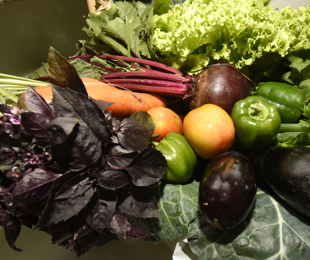 Ramalhete de folhas de verduras e legumes: manjericão roxo, alface, beterraba, couve, maça e cenoura