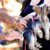 Cão recebe vacina em colo