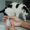 Gato toma vacina