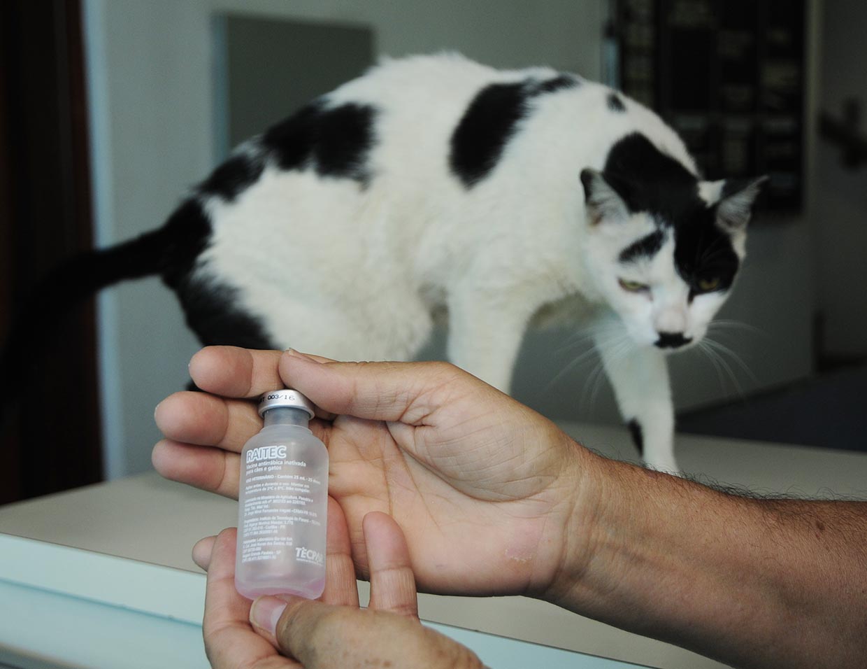Gato ao fundo com frasco de vacina sendo segurado