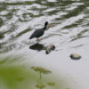 Patos, garças e outras aves na margem do rio Jundiaí