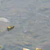 Margem do rio Jundiaí com peixes nadando