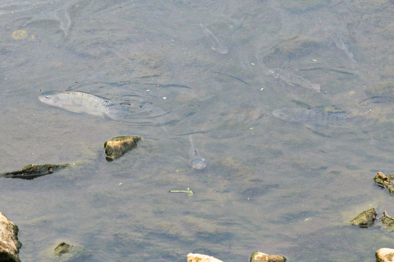 Margem do rio Jundiaí com peixes nadando