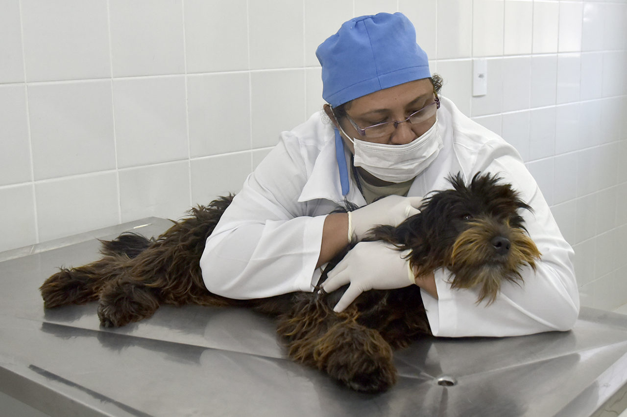 Em janeiro, cães e gatos poderão ser castrados no Novo Horizonte e no Santa Gertrudes