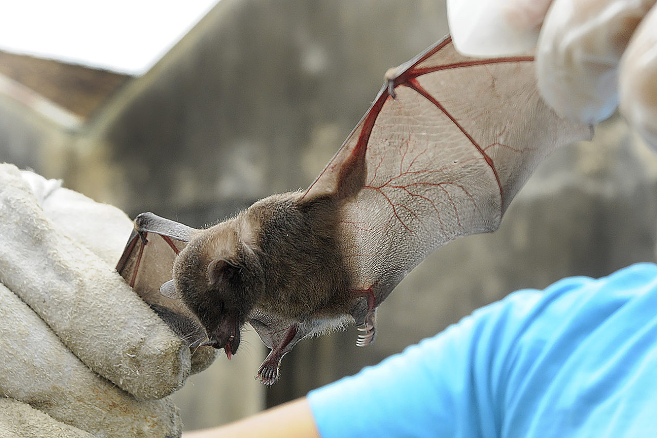 Morcego com asas abertas na mão de veterinário