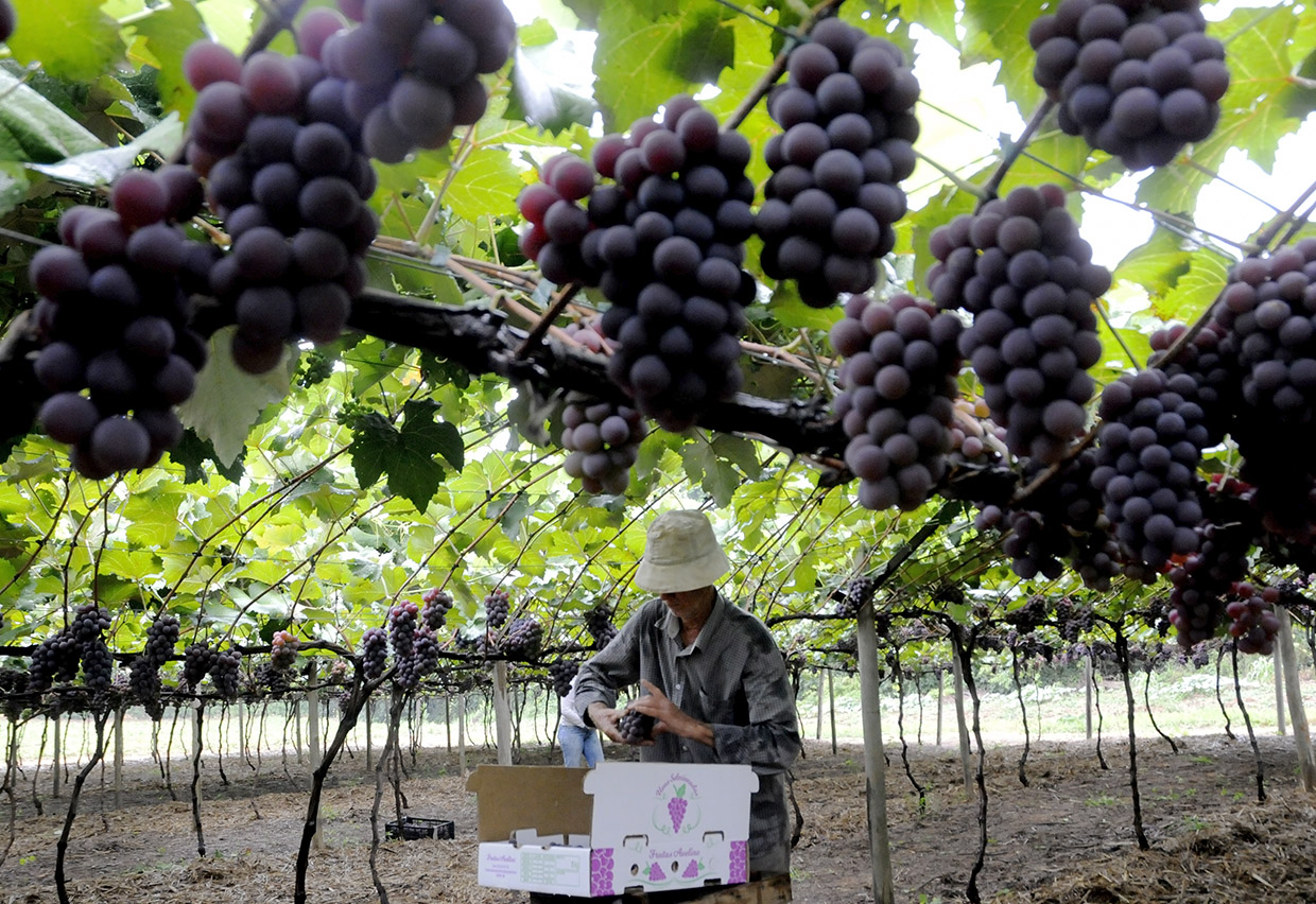 DESCRIÇÃO DA IMAGEM
Plantação de uva, produtor rural está com cacho de uvas na mão para acomodar em caixa.