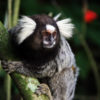 Sagui é um dos animais da fauna de Jundiaí