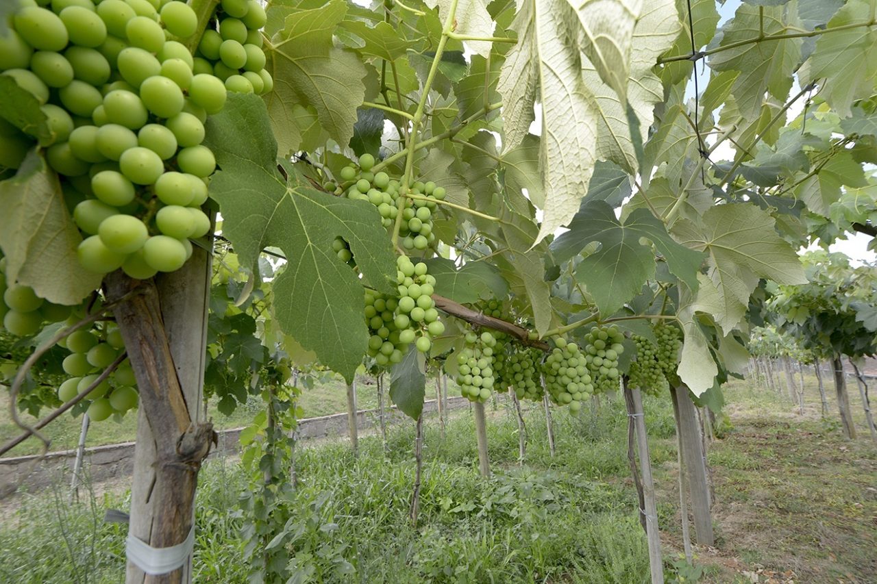 DESCRIÇÃO DA IMAGEM
Imagem mostra plantação de uvas verdes, com frutas no pé