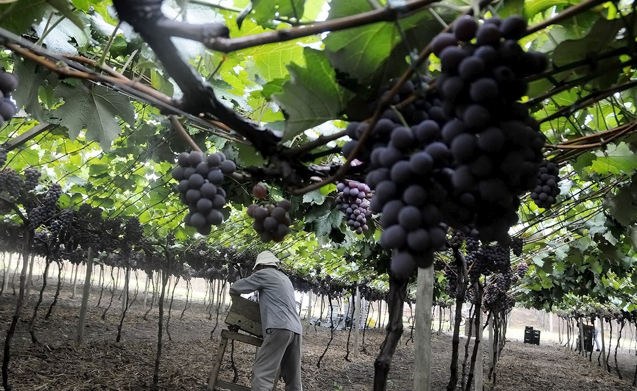 Plantação de uva com trabalhador fazendo a colheita das frutas