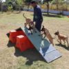 GM Francisco treina os cães Iron (esq.), Hanna e Killer
