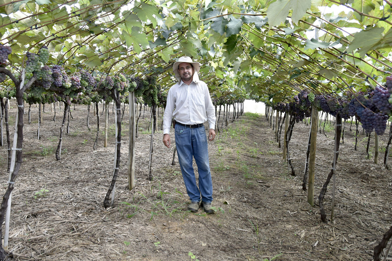 Produtor rural usando chapéu, em pé, em meio à plantação de uvas