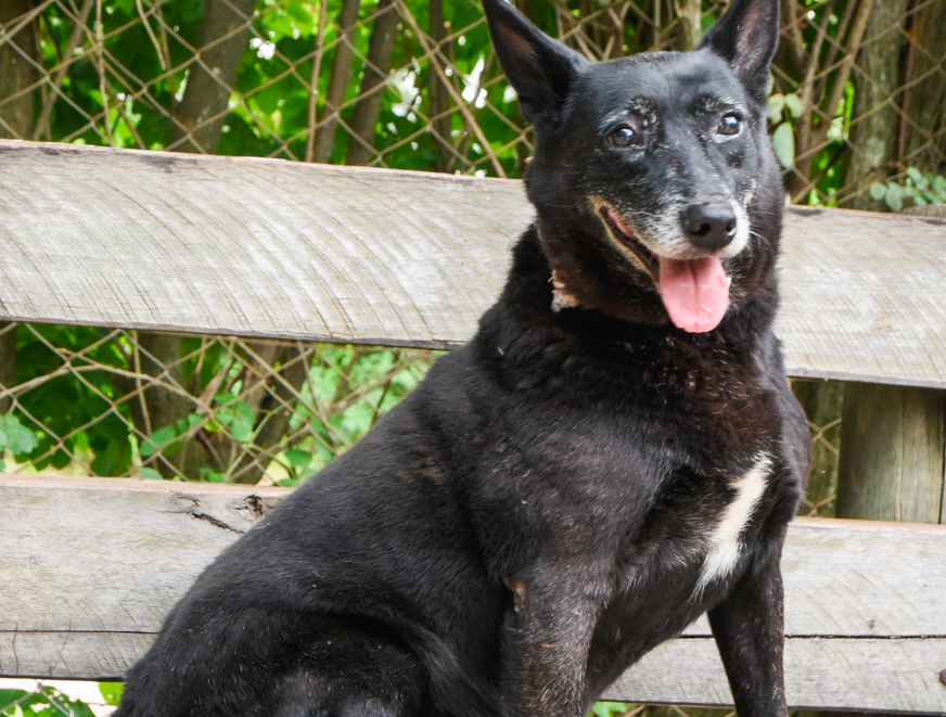DESCRIÇÃO DA IMAGEM
Cachorro, com pelagem preta e uma mancha branca no peito está em frente a uma cerca e madeiras.