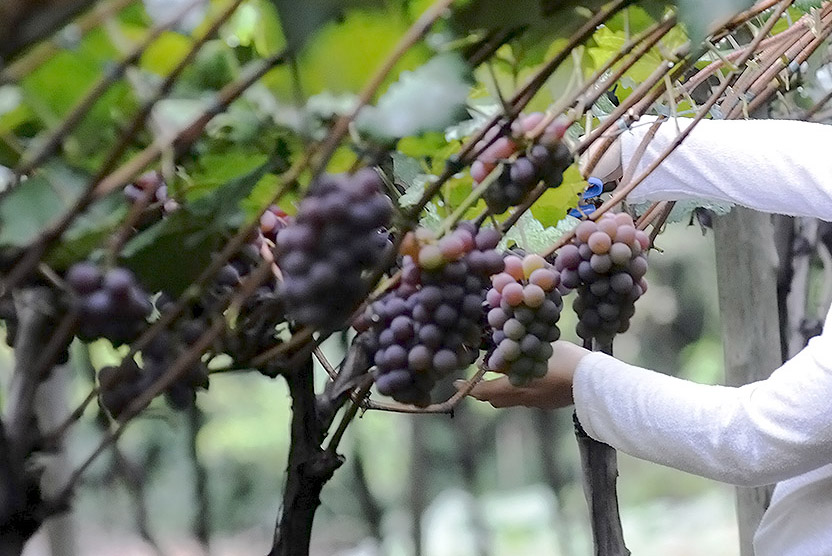 DESCRIÇÃO DA IMAGEM:
Plantação de uva com os cachos pendurados. uma pessoa com roupa branca (é possível ver somente os braços) está mexendo em um dos cachos. 