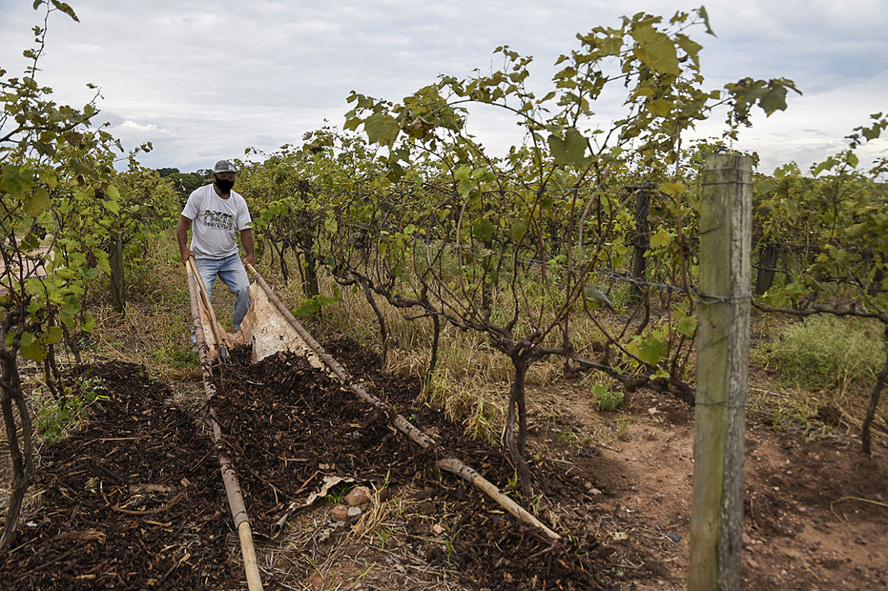 Homem com máscara segura instrumento agrícola em formato de rede com duas varas com cascas de árvores entre fileiras de parreiras de uvas