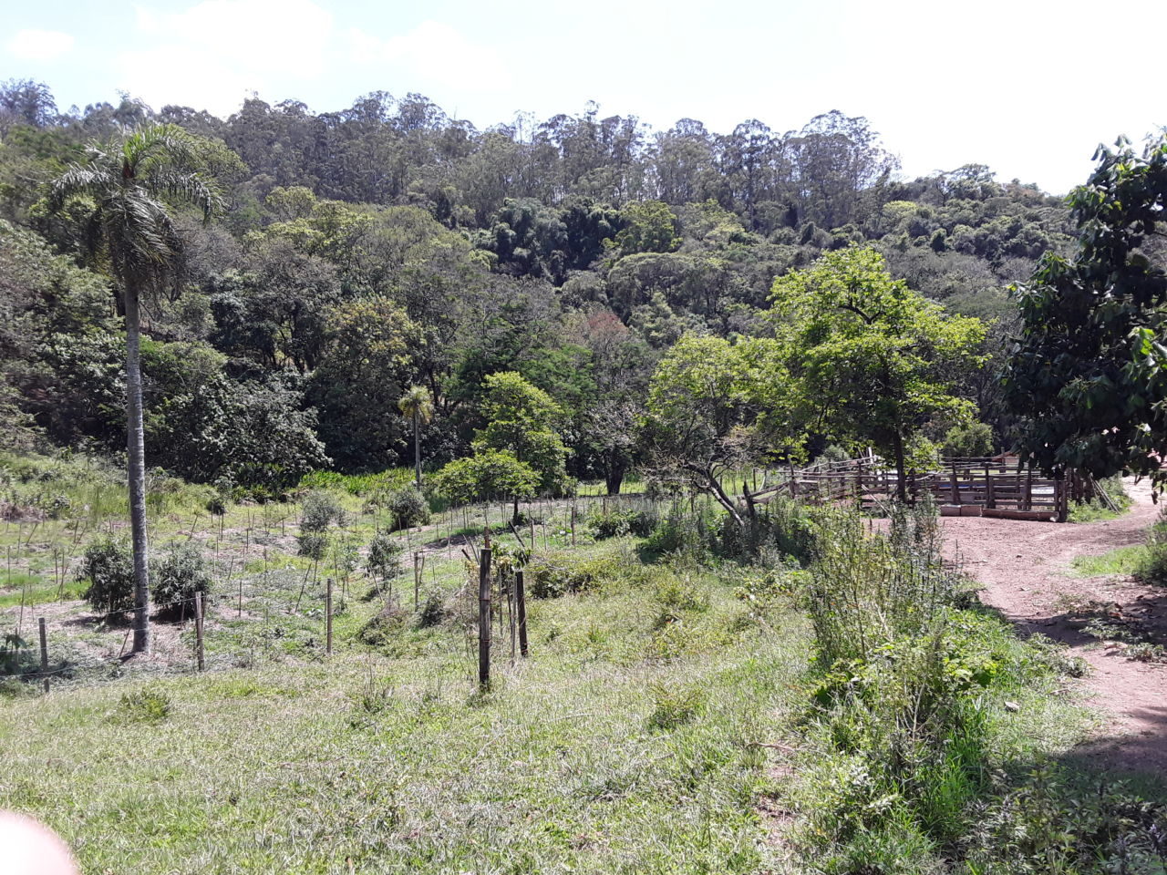 Imagem mostra propriedade rural com floresta ao fundo e mudas de árvores mais na frente.