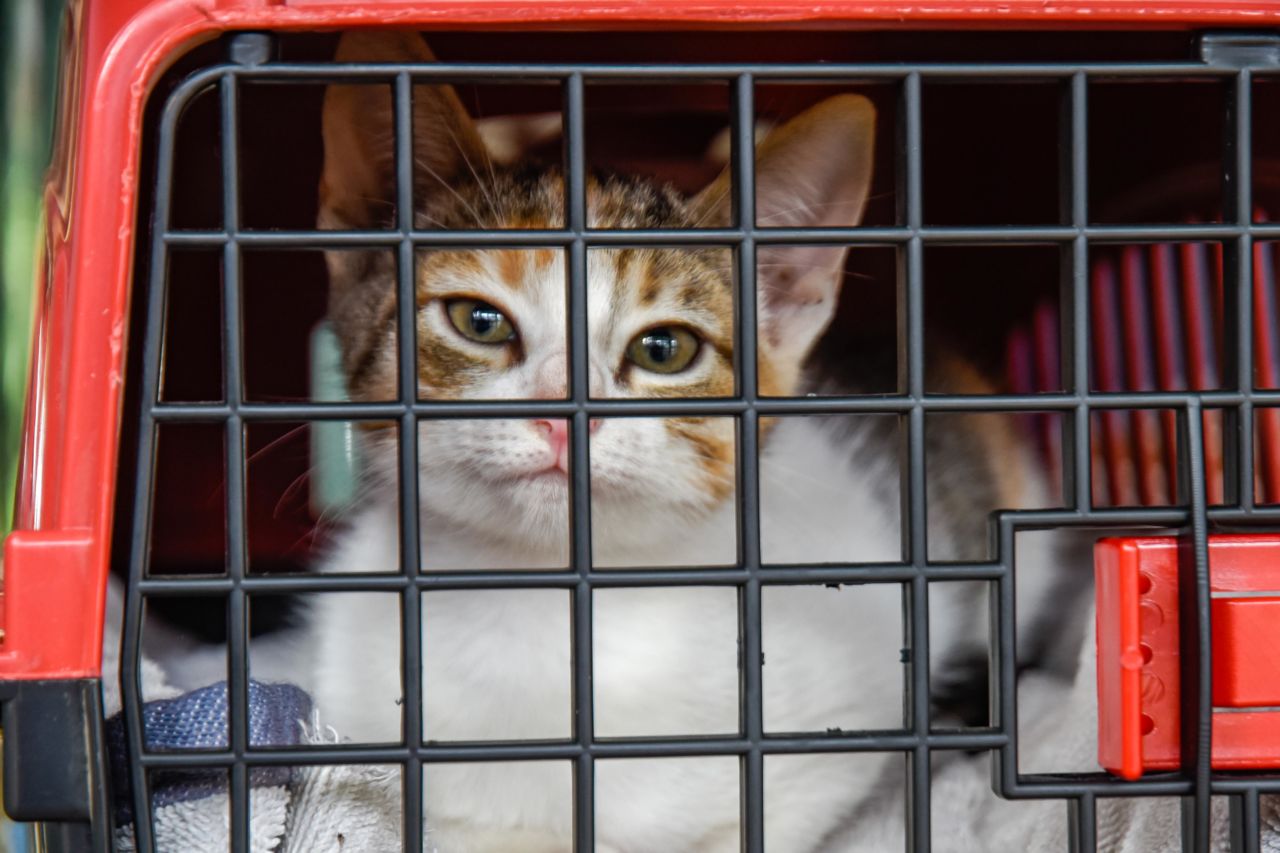 Imagem mostra gato com o peito branco e rosto rajado, dentro de uma caixa de transporte vermelha.