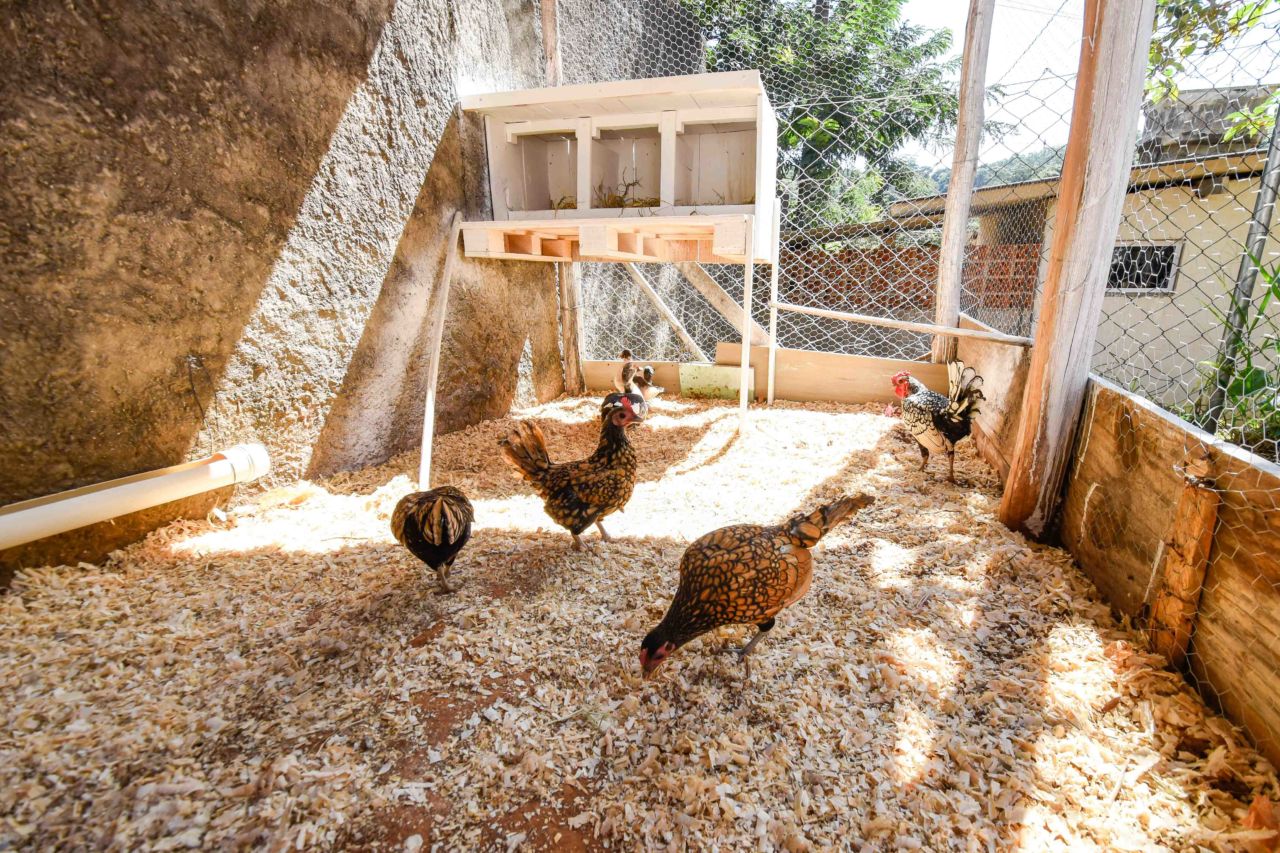 iImagem mostra galinheiro, com três galinhas, um galo e ao fundo patos.