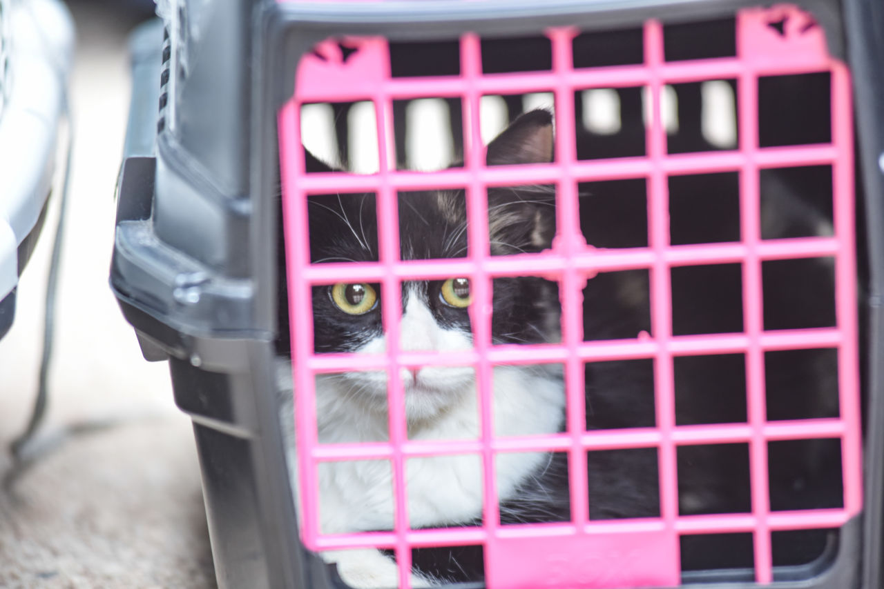Imagem mostra gato preto e branco dentro de caixa de transporte cinza e grades rosas