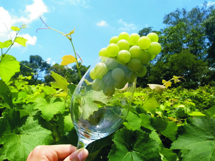 Imagem mostra taça com uva verde dentre, em frente a uma plantação de uvas