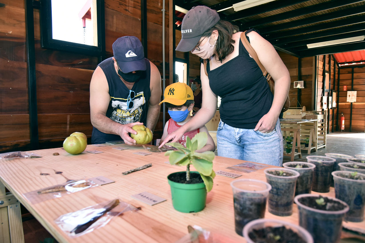 Um casal com o filho atrás de uma mesa de madeira com diversos copinhos plásticos com terra, sementes, folhas, vasos com plantas, onde o pai segura uma fruta nas mãos. 