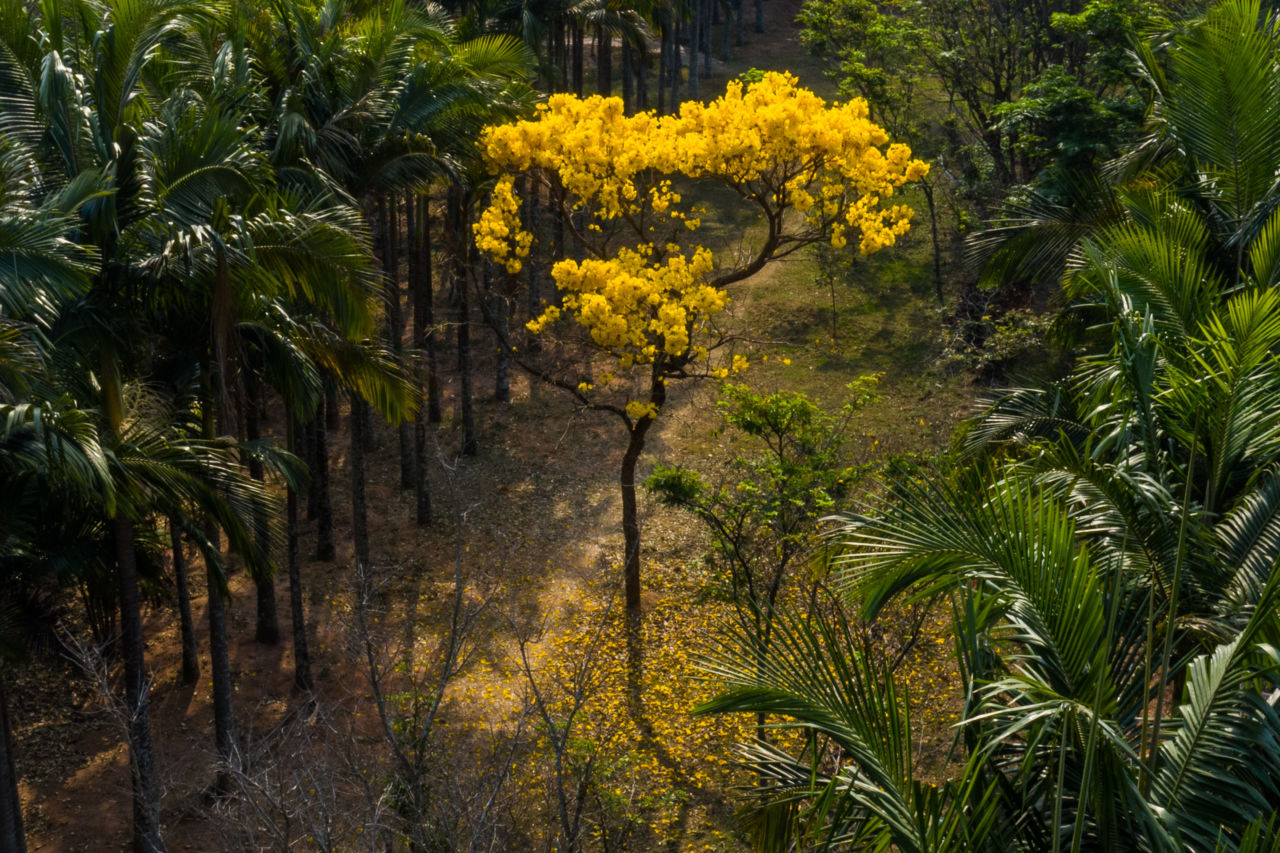 A árvore do ipê amarelo remete à necessidade da reflexão sobre o tema