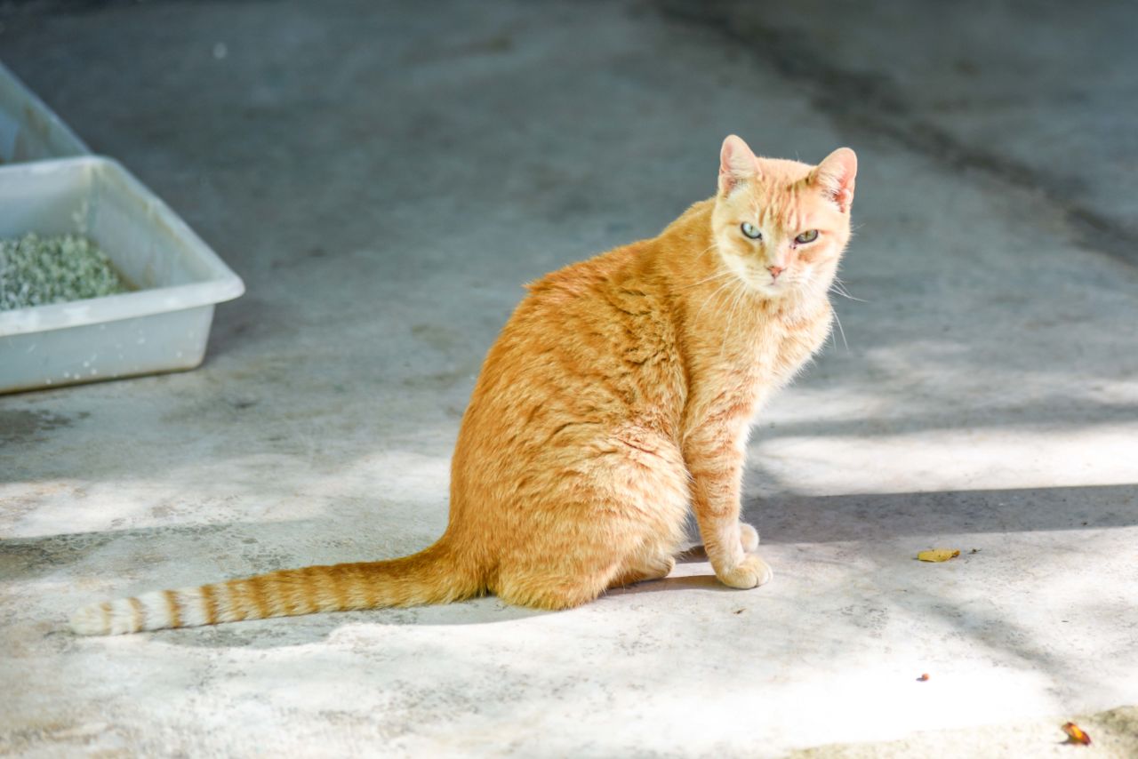 Gato laranja está olhando para frente. Atrás caixas de areia para higiene do animal.