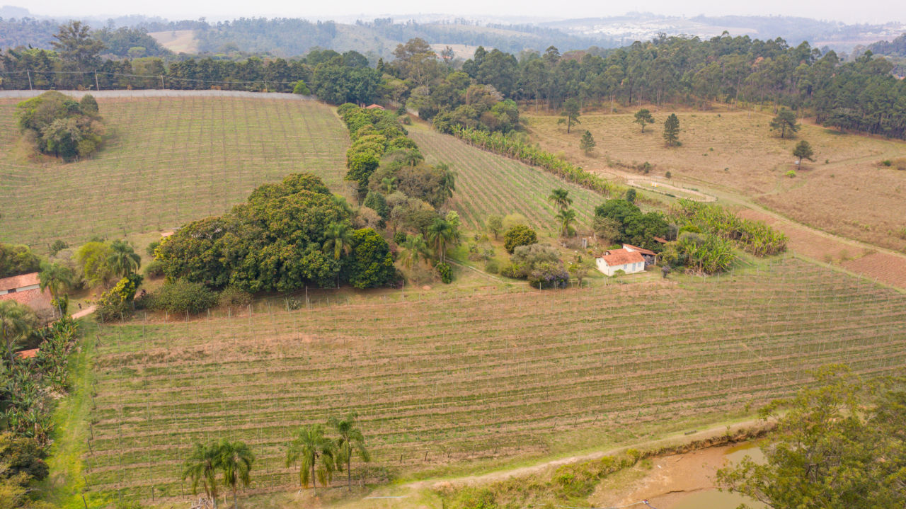 Foto aérea mostra plantação de uvas