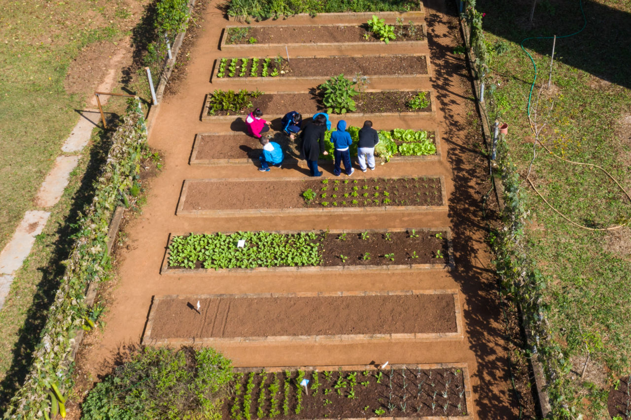 Imagem aérea mostra horta com crianças e professora fazendo o cultivo