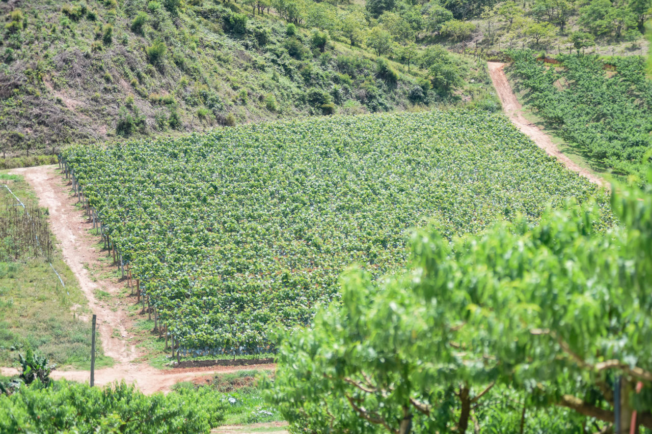 Imagem mostra plantação de uvas
