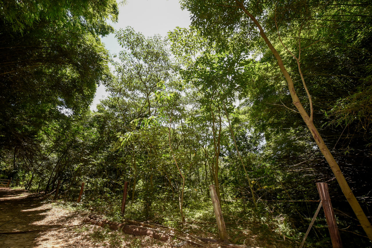 DESCRIÇÃO DA IMAGEM:
Área com cerca de madeira, muitas árvores altas e vegetação rasteira.