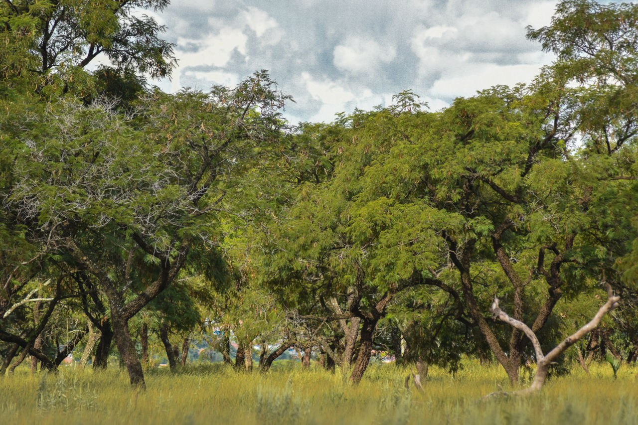 DESCRIÇÃO DA IMAGEM
Área verde com grama e árvores, imagem mostra vegetação típica do Cerrado. 